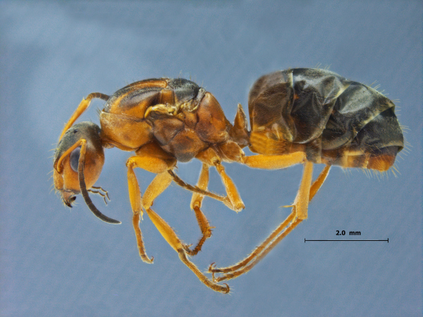 Lasius gebaueri Seifert, 1992 lateral