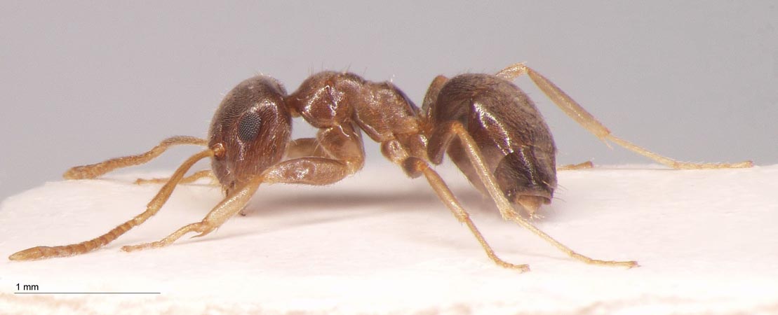 Lasius gebaueri Seifert, 1992 lateral