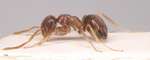 Lasius gebaueri Seifert, 1992 lateral