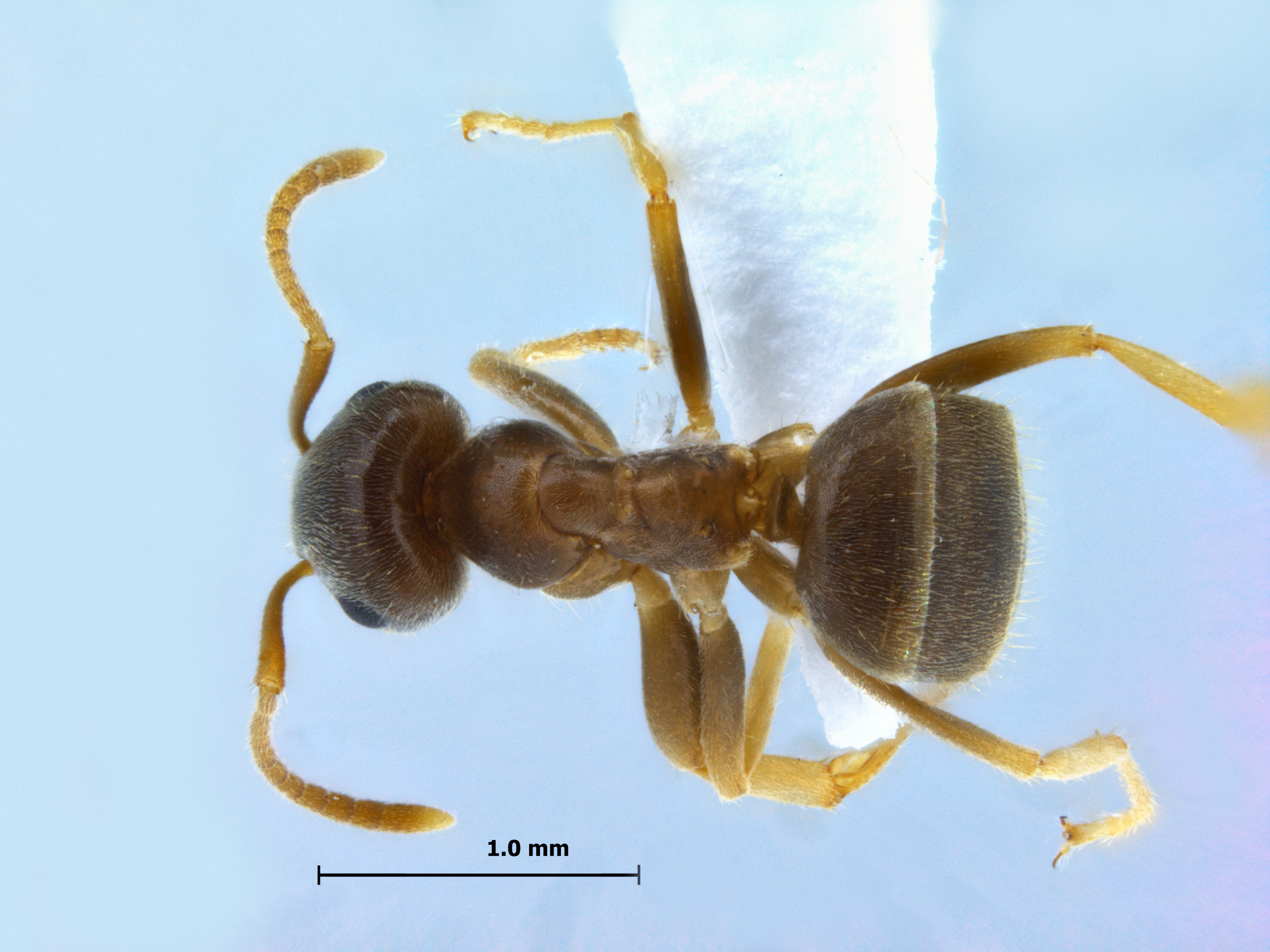 Foto Lasius gebaueri Seifert, 1992 dorsal