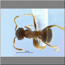 Lasius gebaueri Seifert, 1992 dorsal