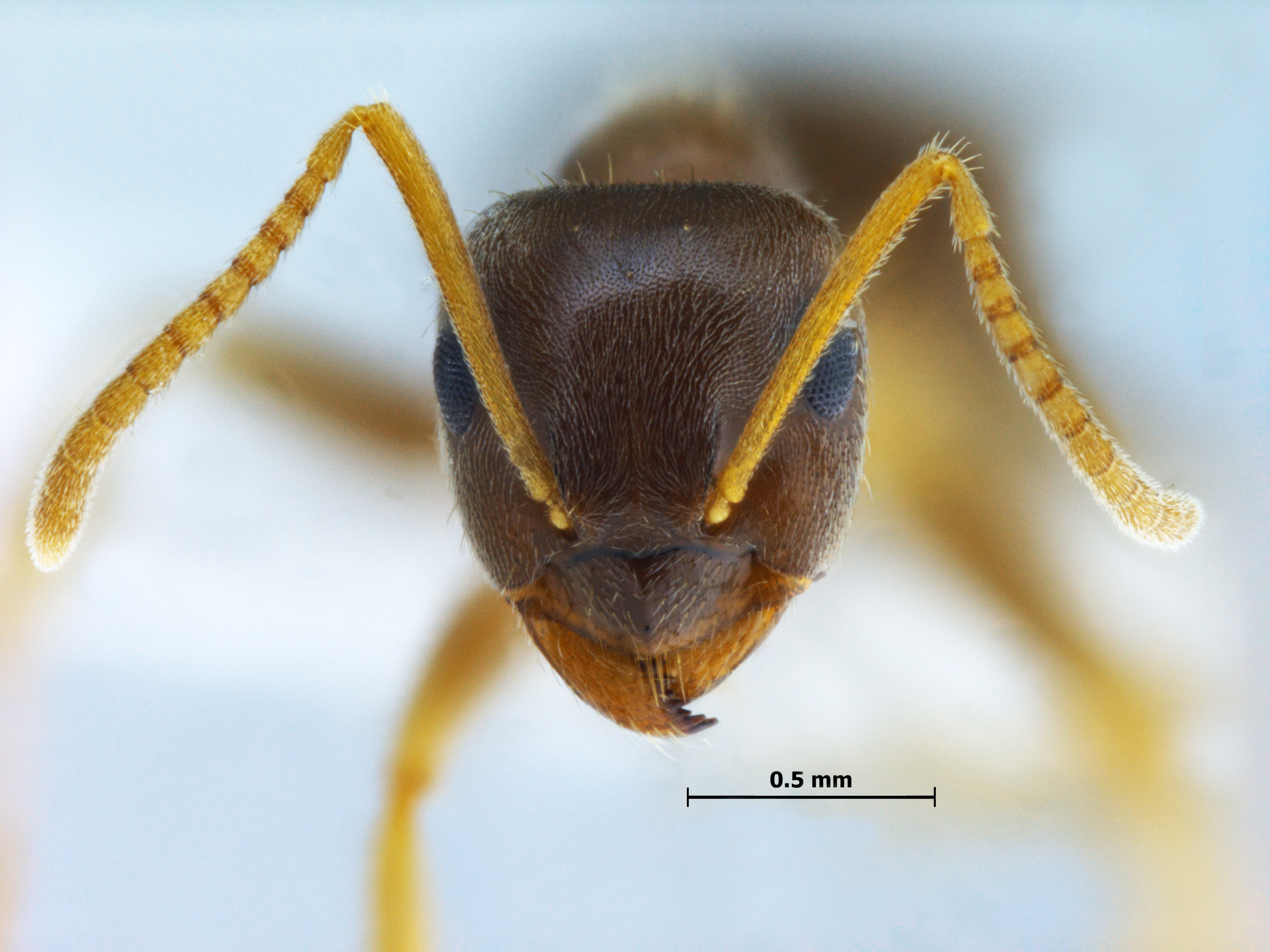 Foto Lasius gebaueri Seifert, 1992 frontal