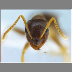 Lasius gebaueri Seifert, 1992 frontal