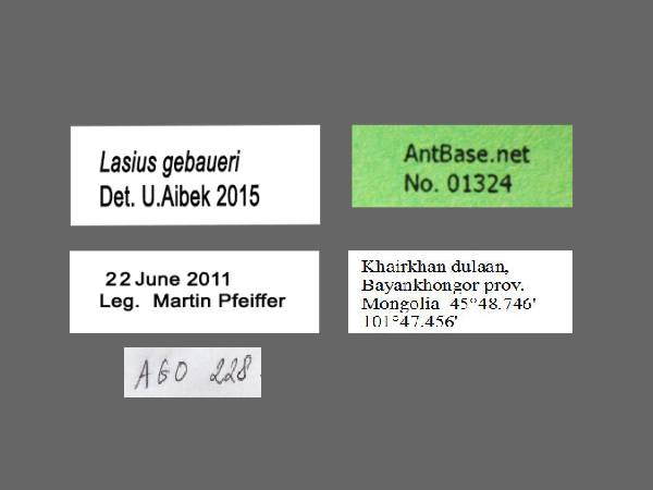 Lasius gebaueri Seifert, 1992 Label