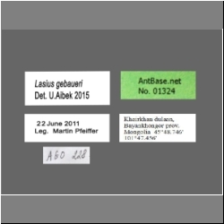 Lasius gebaueri Seifert, 1992 Label