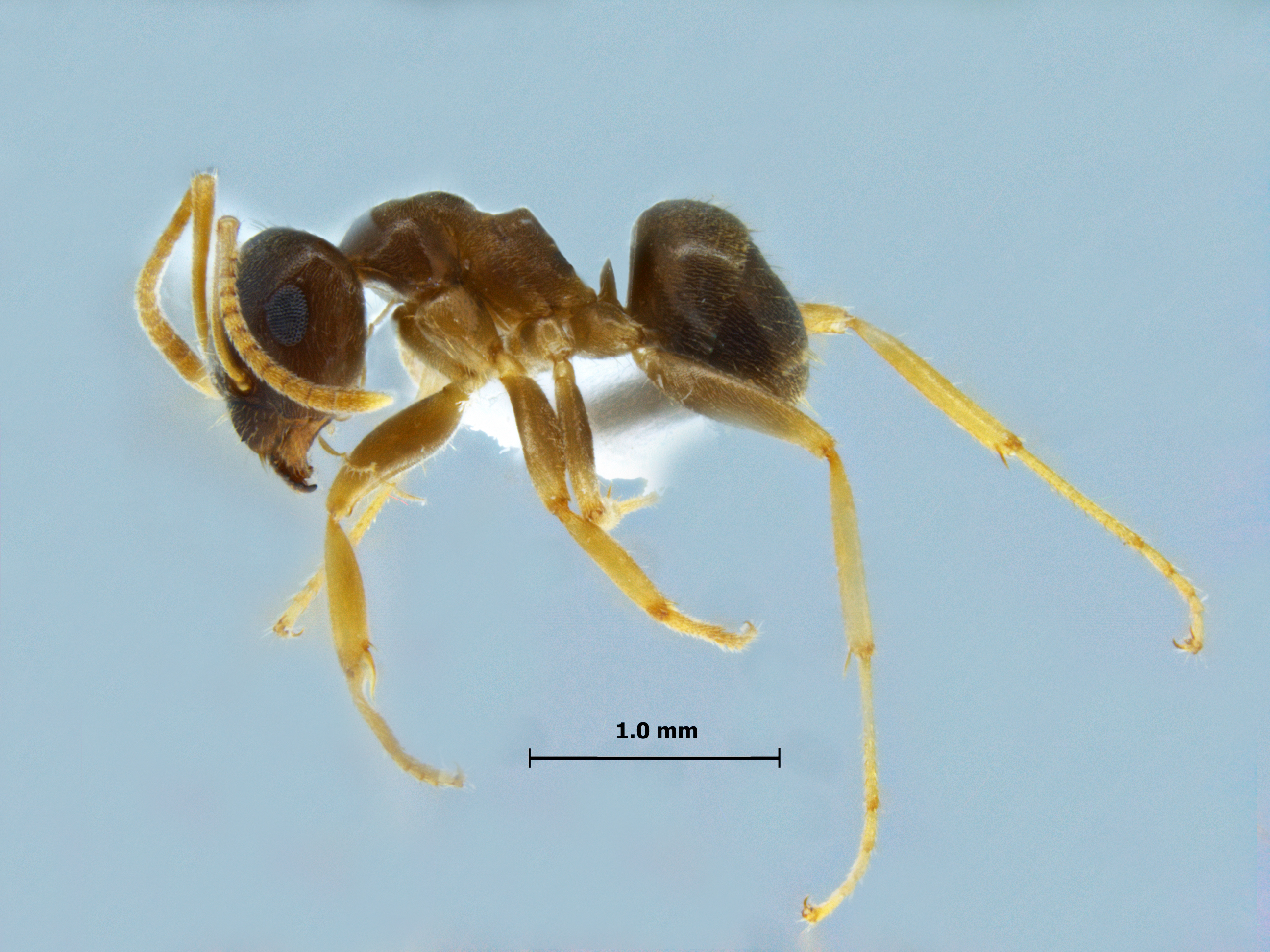 Foto Lasius gebaueri Seifert, 1992 lateral