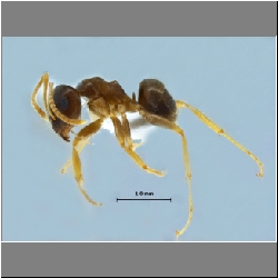 Lasius gebaueri Seifert, 1992 lateral