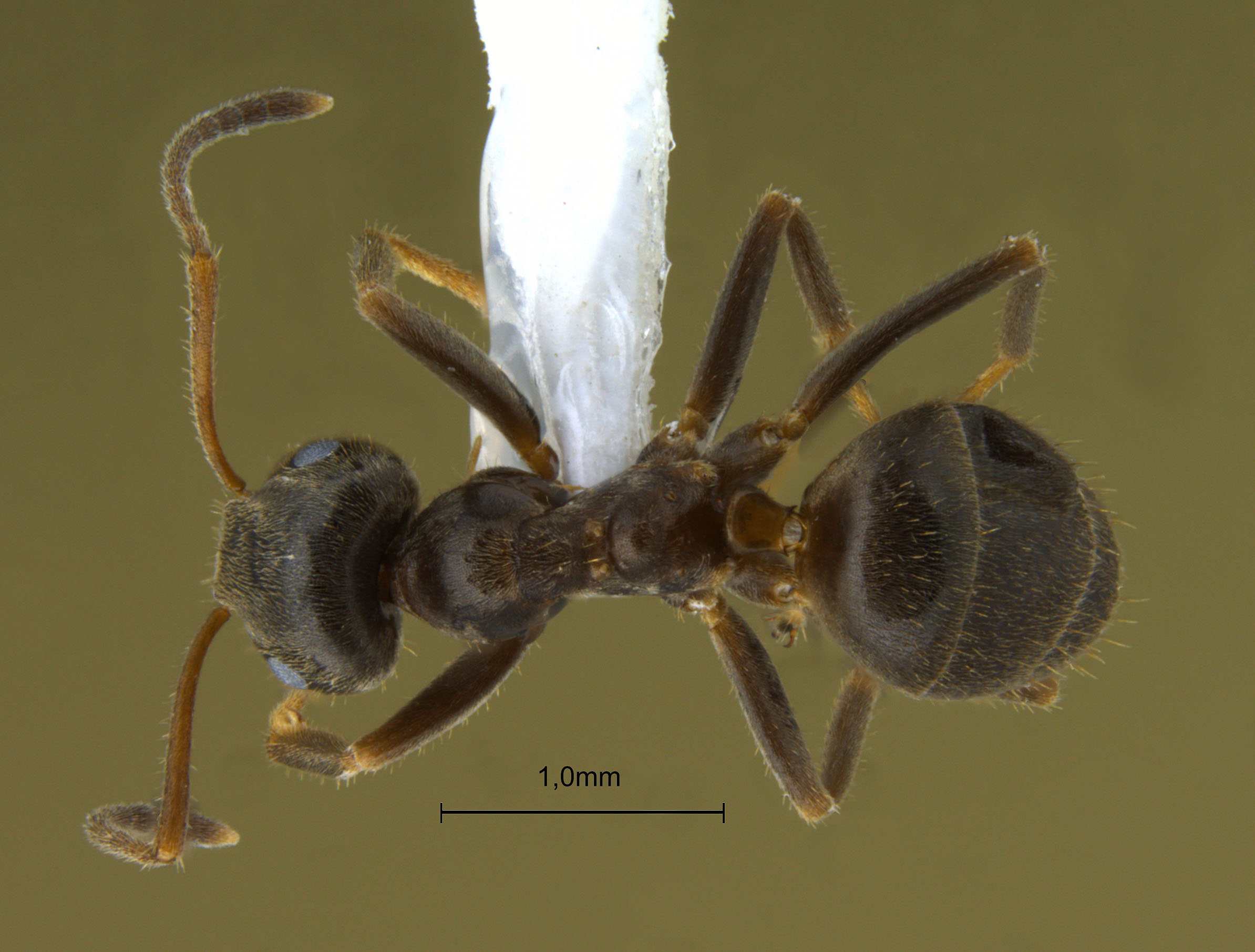 Foto Lasius niger Linnaeus, 1758 dorsal