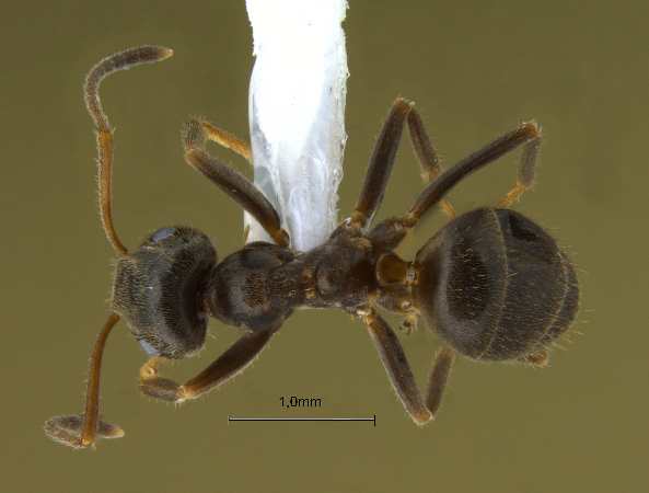 Lasius niger Linnaeus, 1758 dorsal