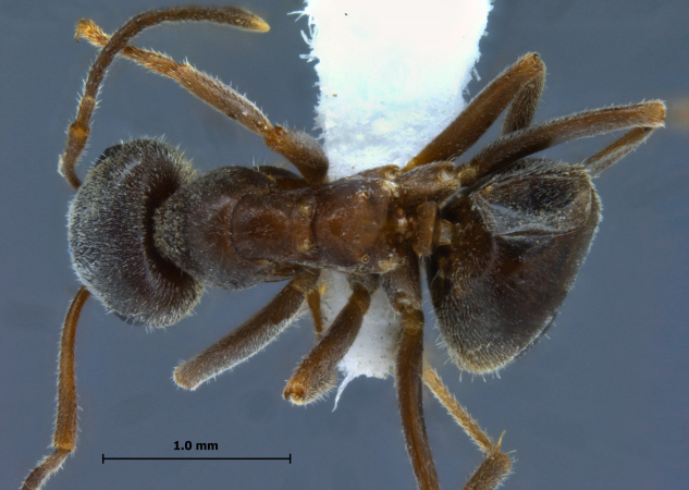 Lasius niger Linnaeus, 1758 dorsal