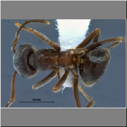 Lasius niger Linnaeus, 1758 dorsal