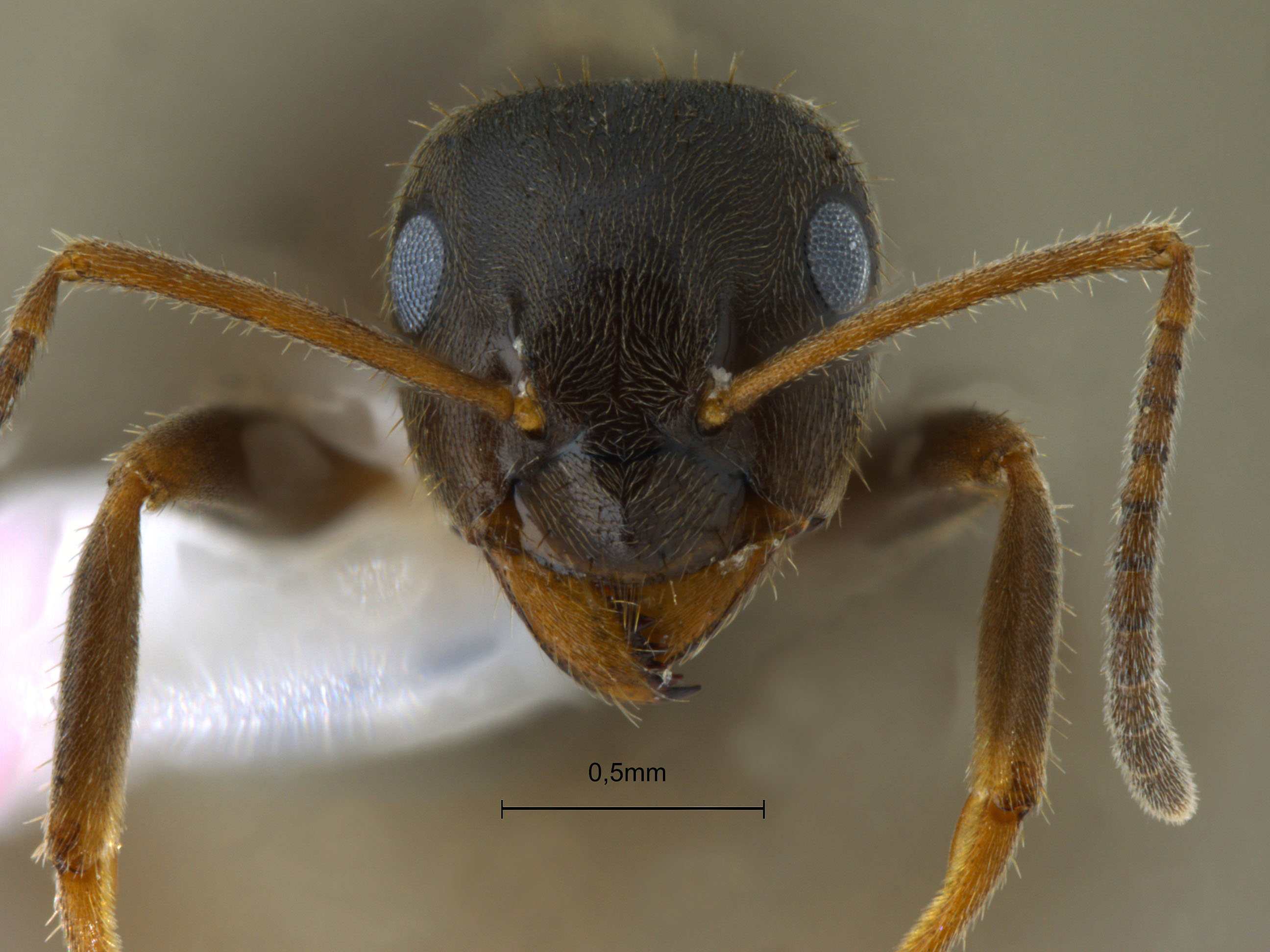 Foto Lasius niger Linnaeus, 1758 frontal