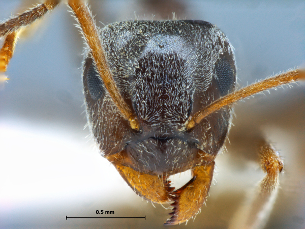 Lasius niger Linnaeus, 1758 frontal