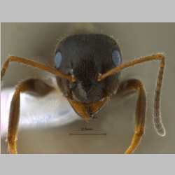 Lasius niger Linnaeus, 1758 frontal