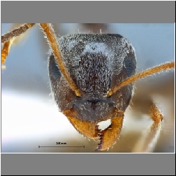 Lasius niger Linnaeus, 1758 frontal