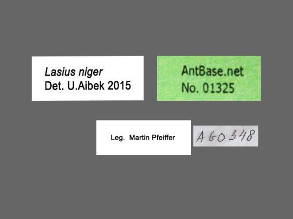 Lasius niger Linnaeus, 1758 Label