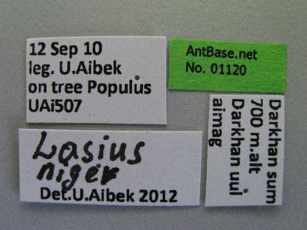 Foto Lasius niger Linnaeus, 1758 Label