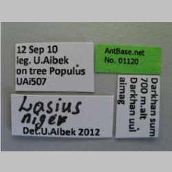 Lasius niger Linnaeus, 1758 Label