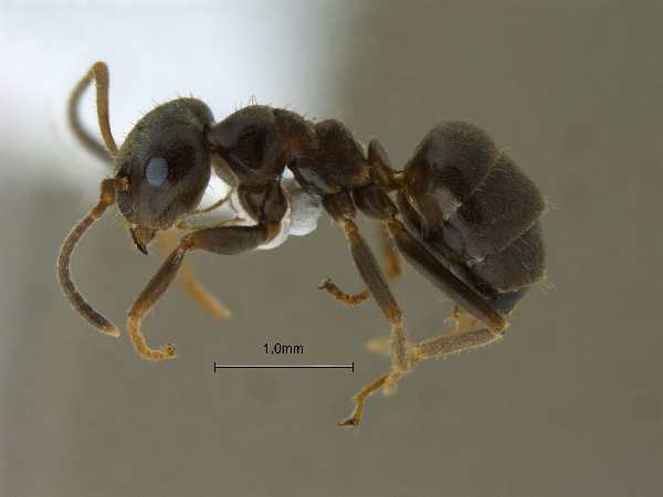 Lasius niger Linnaeus, 1758 lateral