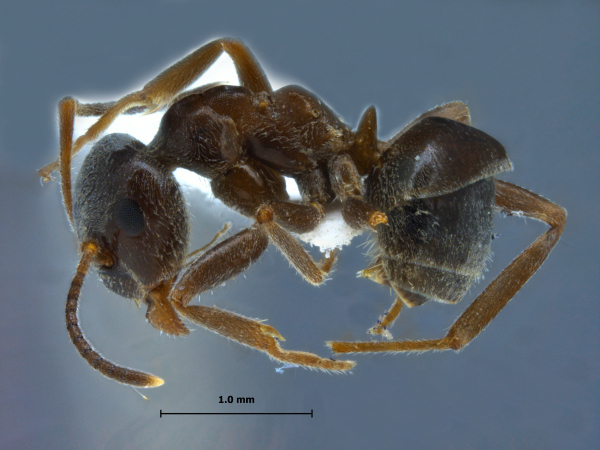 Lasius niger Linnaeus, 1758 lateral