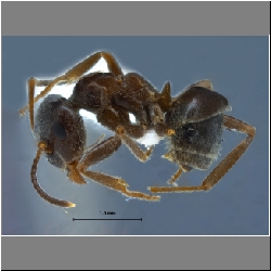 Lasius niger Linnaeus, 1758 lateral