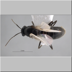 Lasius niger Linnaeus, 1758 dorsal