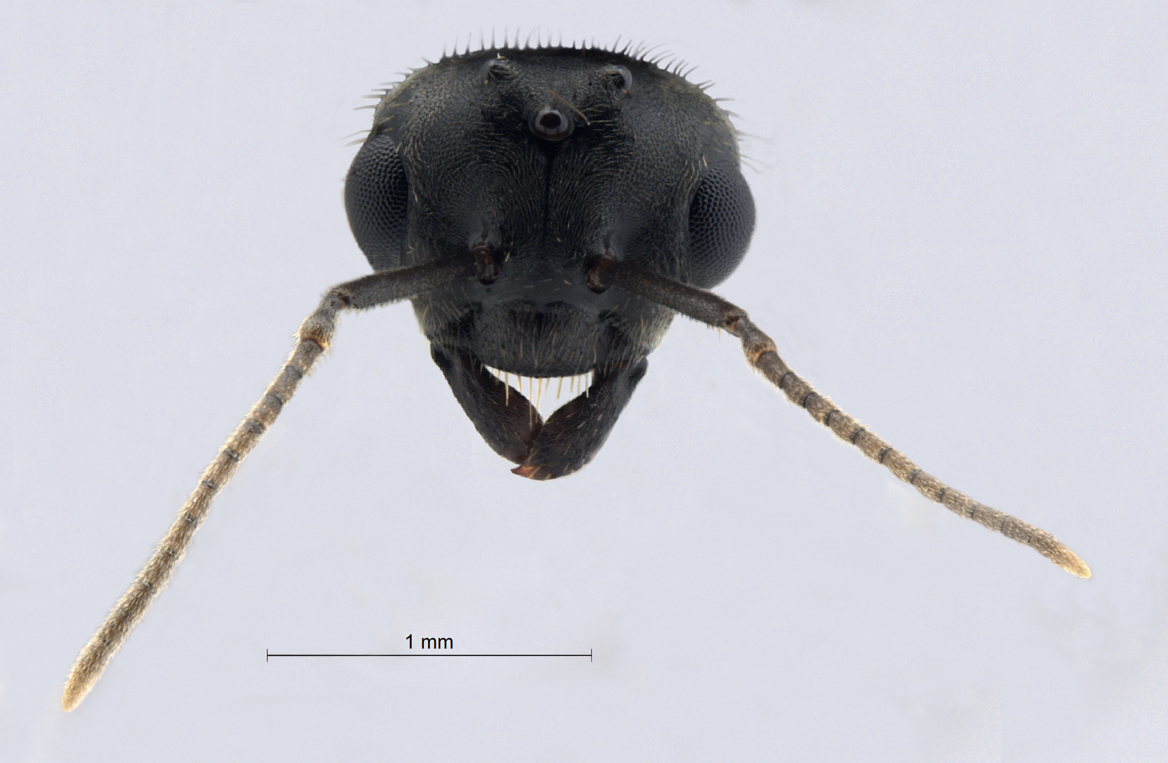 Foto Lasius niger Linnaeus, 1758 frontal