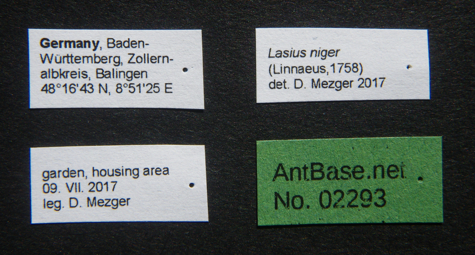 Foto Lasius niger Linnaeus, 1758 Label