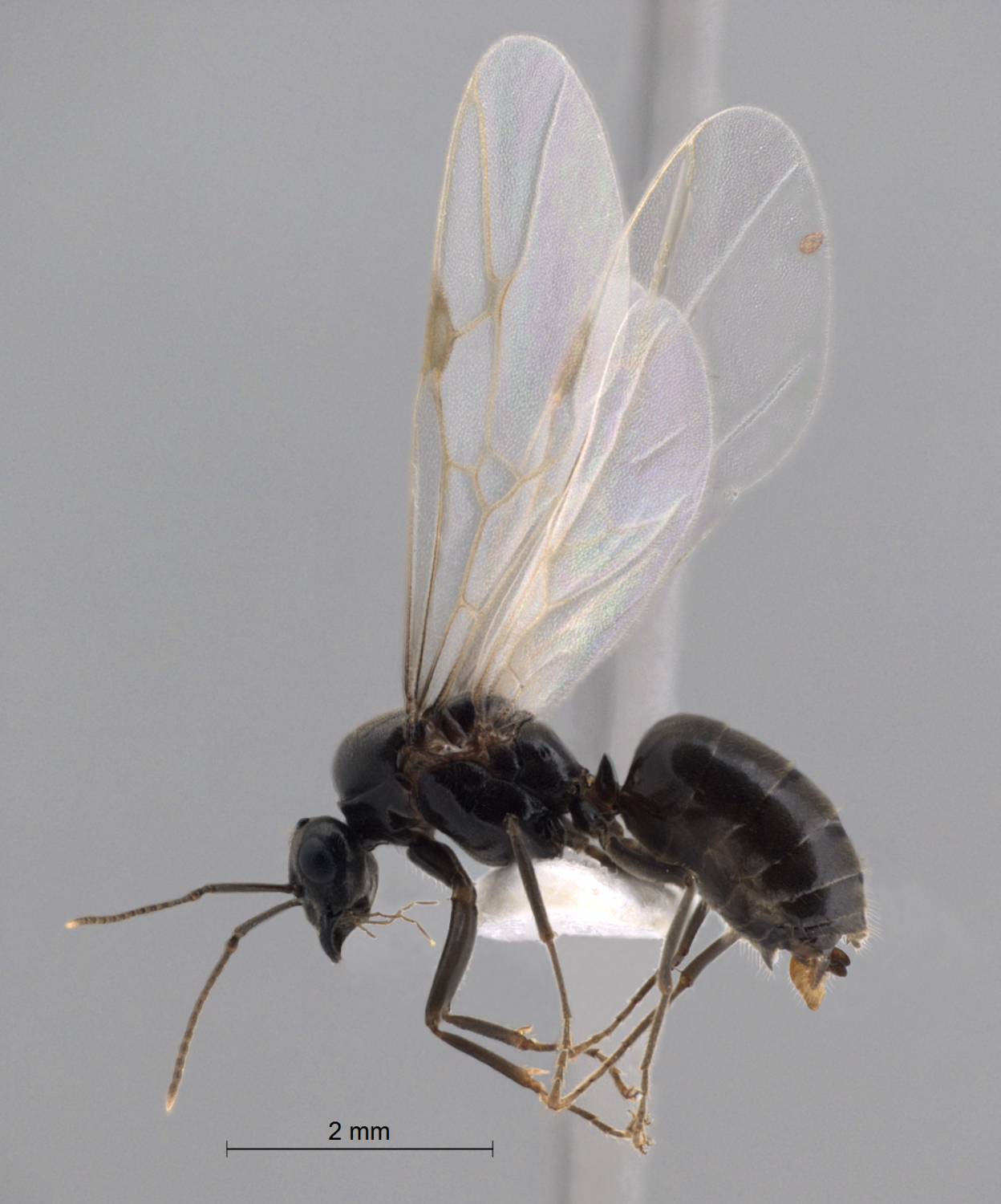 Foto Lasius niger Linnaeus, 1758 lateral