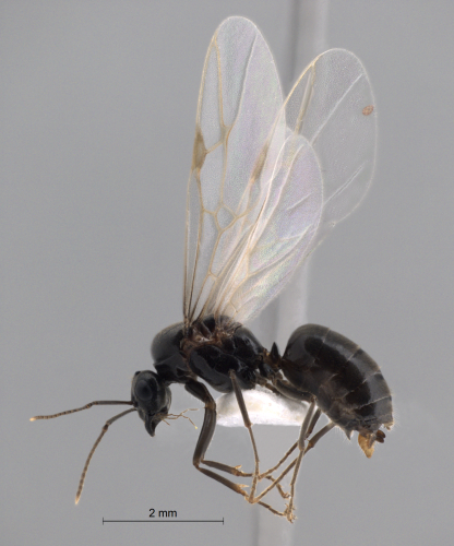 Lasius niger Linnaeus, 1758 lateral