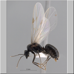 Lasius niger Linnaeus, 1758 lateral