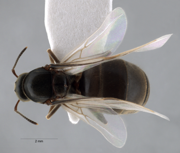 Lasius niger Linnaeus, 1758 dorsal