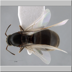 Lasius niger Linnaeus, 1758 dorsal