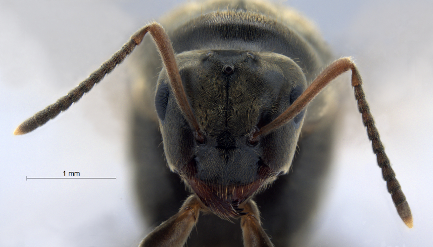 Lasius niger Linnaeus, 1758 frontal