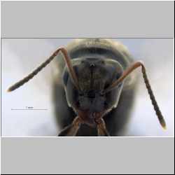 Lasius niger Linnaeus, 1758 frontal