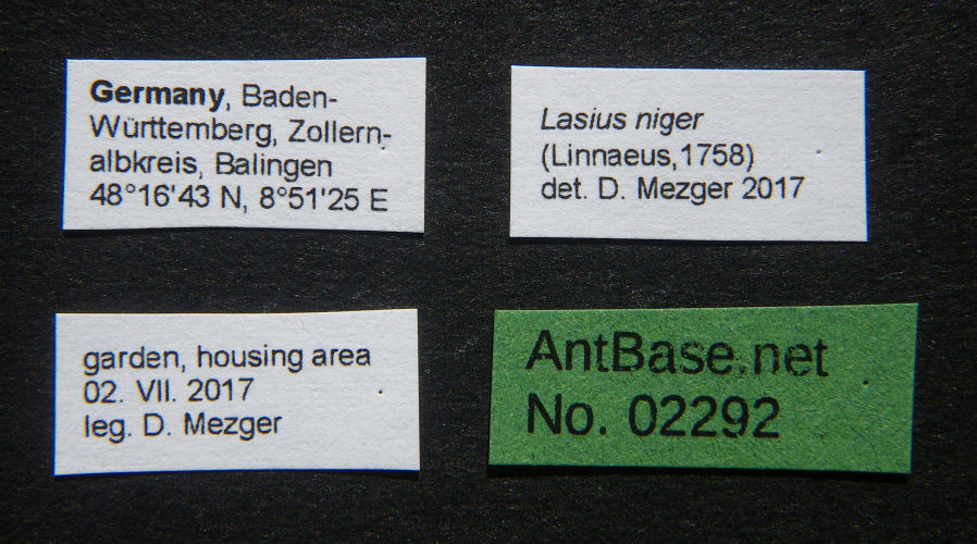 Foto Lasius niger Linnaeus, 1758 Label