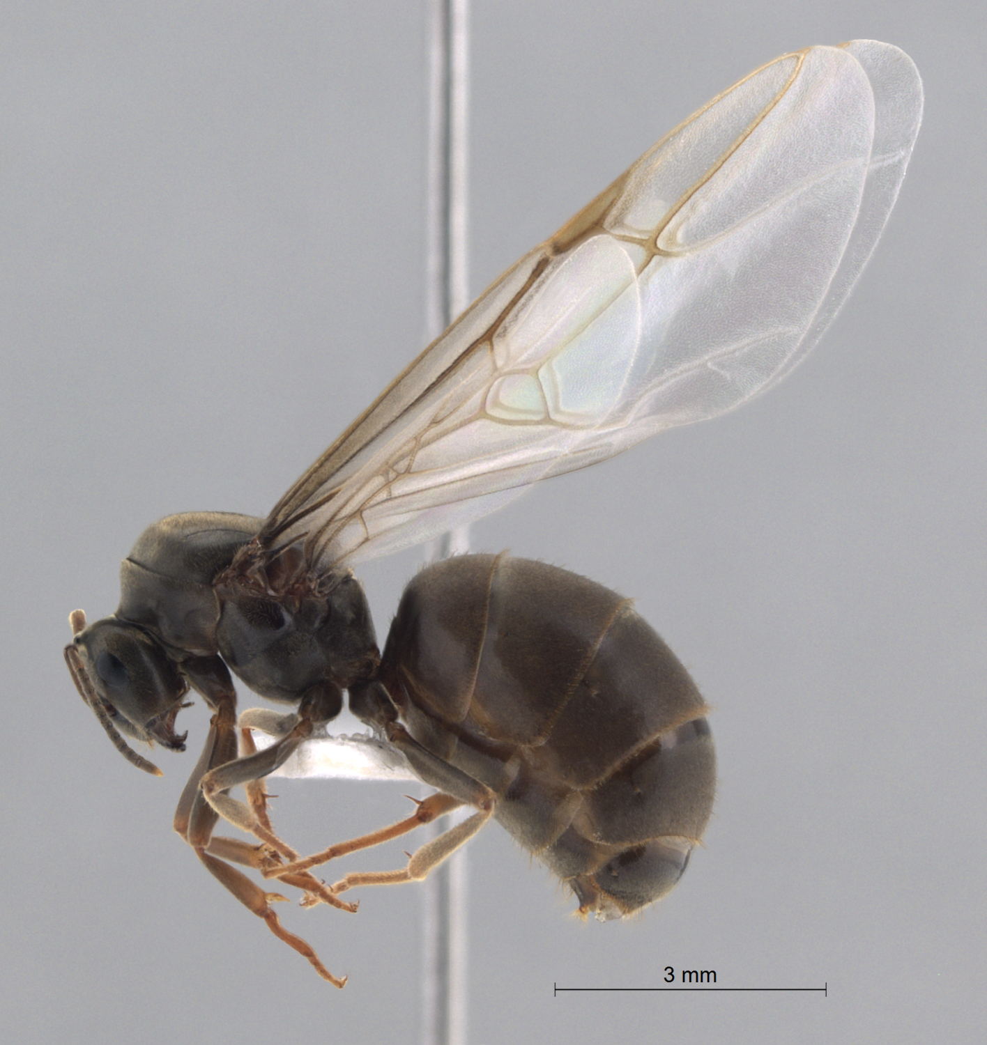 Foto Lasius niger Linnaeus, 1758 lateral