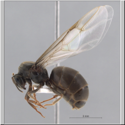 Lasius niger Linnaeus, 1758 lateral