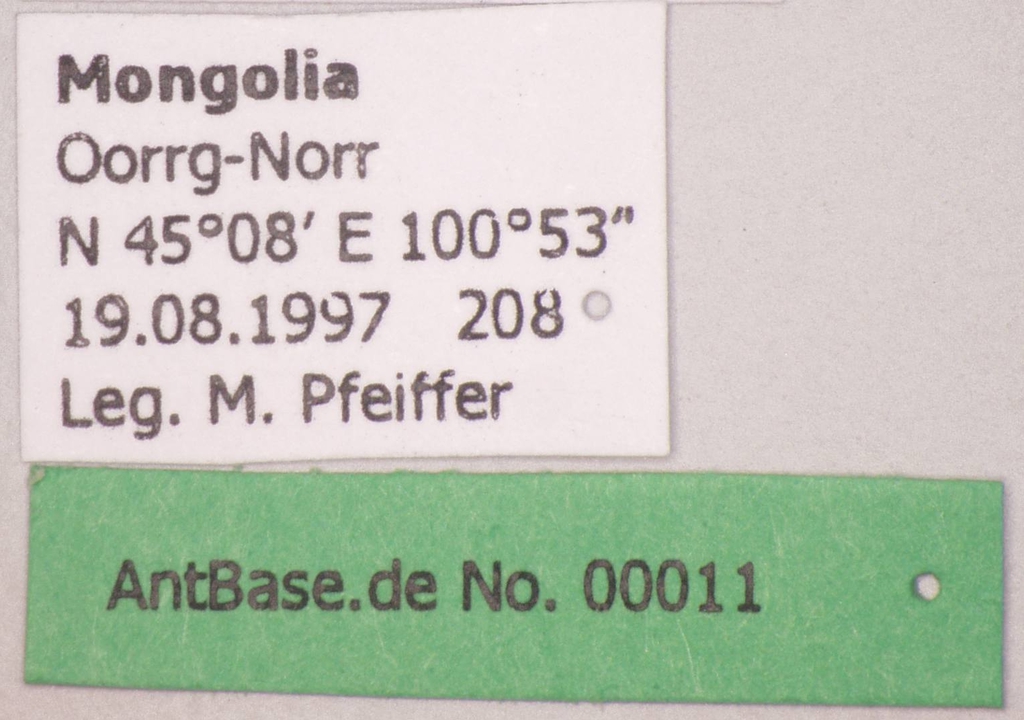 Foto Lasius obscuratus Stitz, 1930 Label