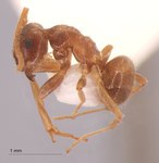 Lasius obscuratus Stitz, 1930 lateral