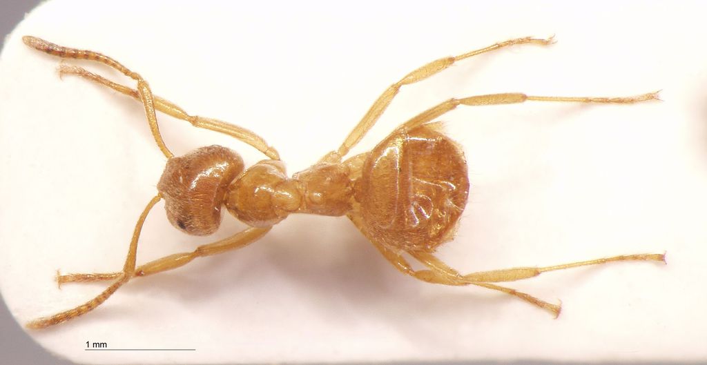 Foto Lasius przewalskii Ruzsky, 1915 dorsal