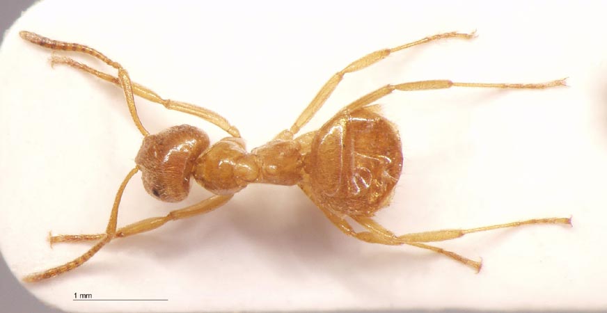 Lasius przewalskii Ruzsky, 1915 dorsal