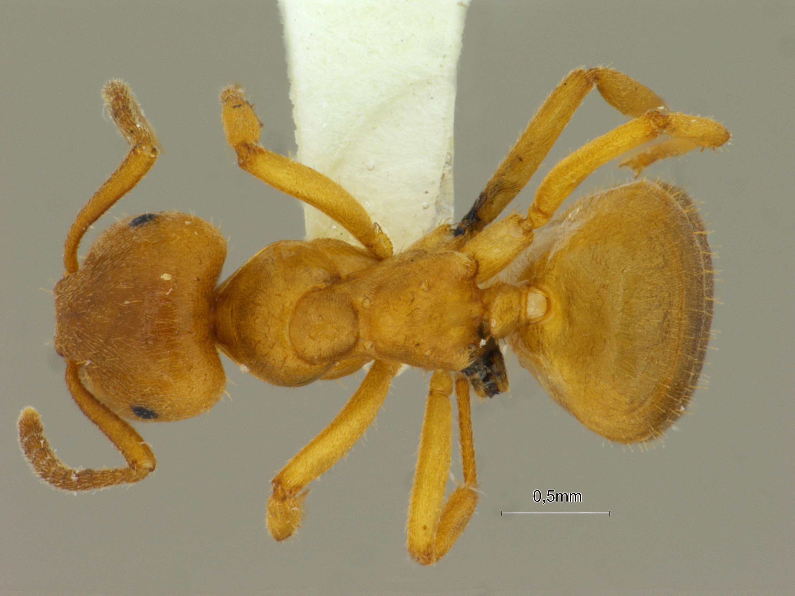Foto Lasius przewalskii Ruzsky, 1915 dorsal
