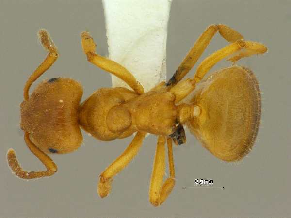 Lasius przewalskii Ruzsky, 1915 dorsal