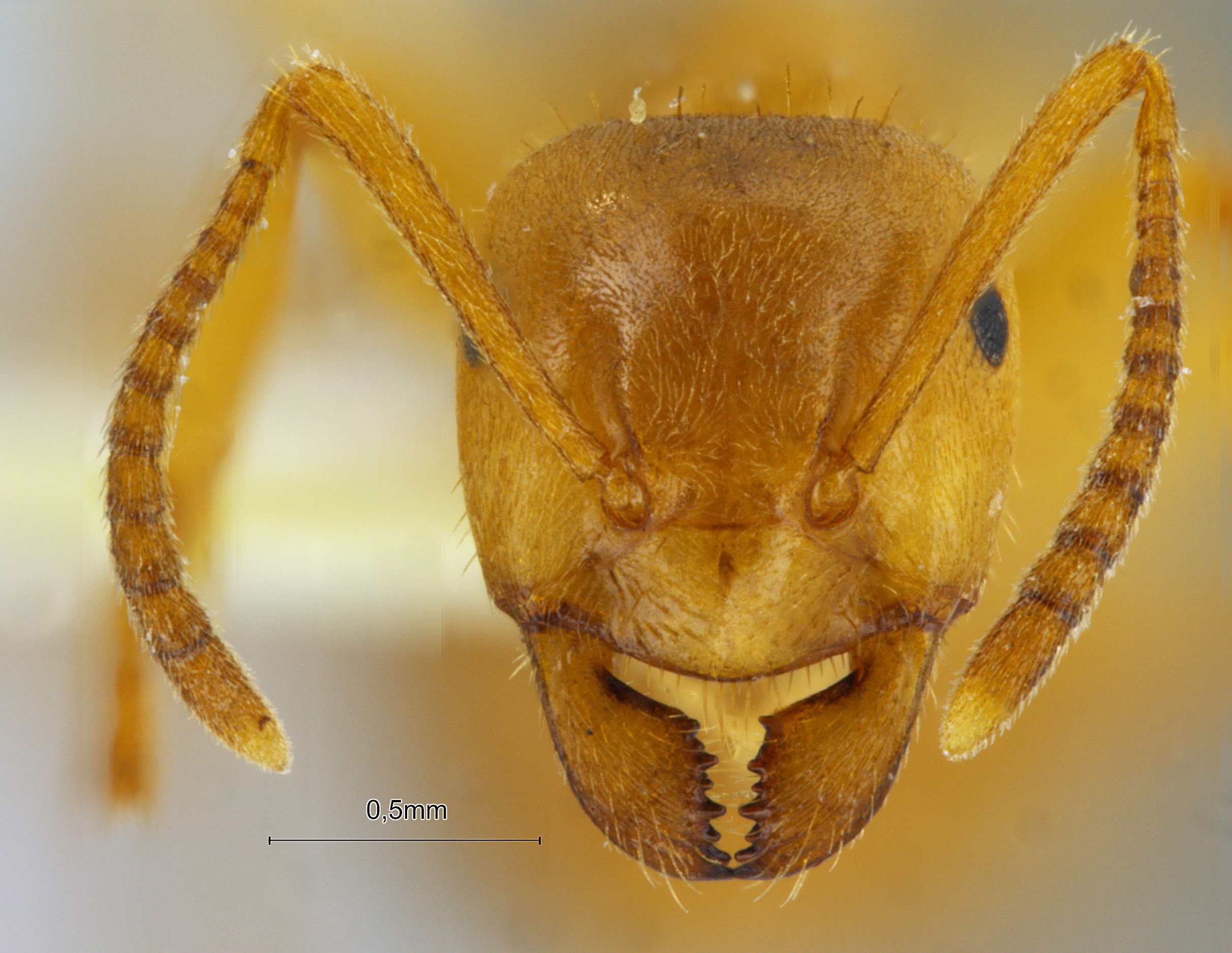 Foto Lasius przewalskii Ruzsky, 1915 frontal