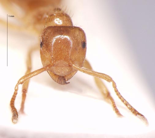 Lasius przewalskii Ruzsky, 1915 frontal