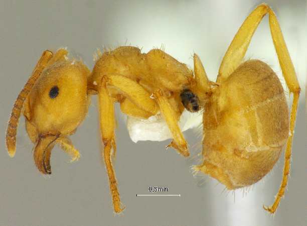 Lasius przewalskii Ruzsky, 1915 lateral