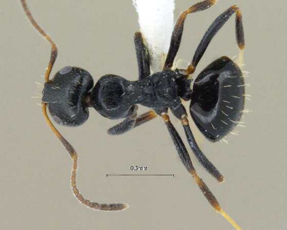 Lepisiota annandalei Mukerjee, 1930 dorsal