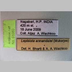 Lepisiota annandalei Mukerjee, 1930 Label