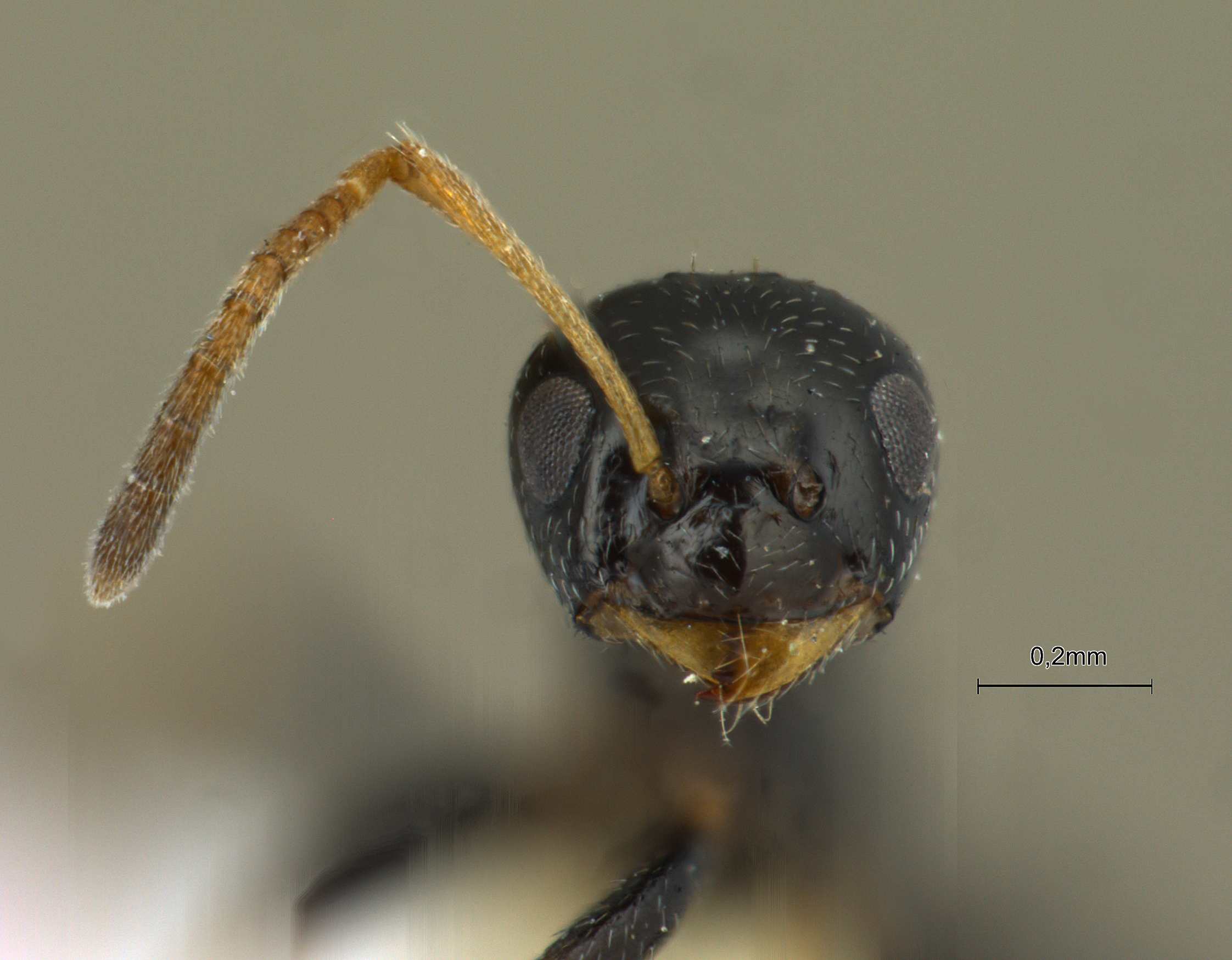 Foto Lepisiota capensis simplex Forel, 1892 frontal